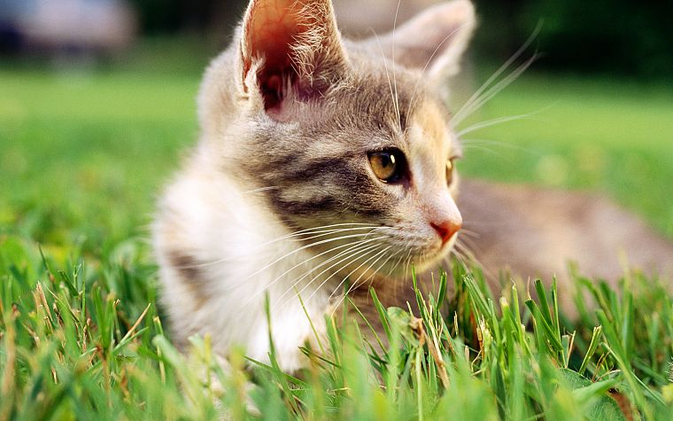 cats, grass, outdoors, kittens, low-angle shot - desktop wallpaper