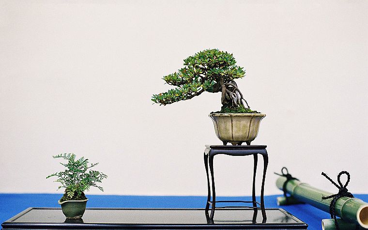 bonsai - desktop wallpaper