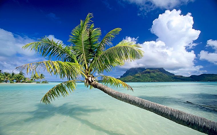 tropical, oceans, palm trees - desktop wallpaper