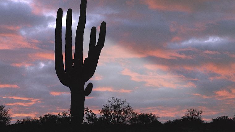 sunset, deserts, cactus - desktop wallpaper