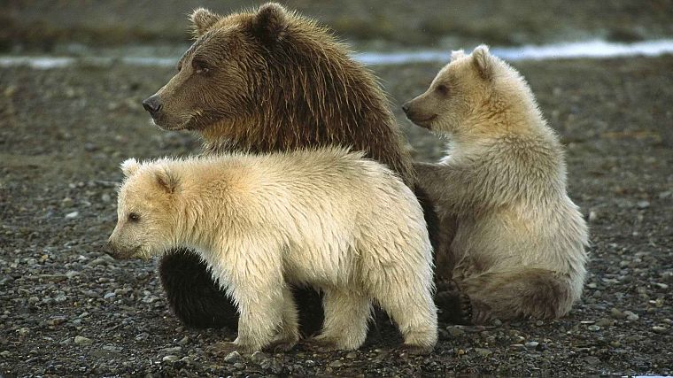 animals, Alaska, bears, National Park, baby animals - desktop wallpaper
