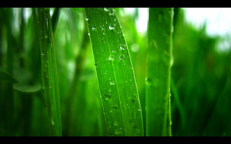 green, grass, water drops - desktop wallpaper