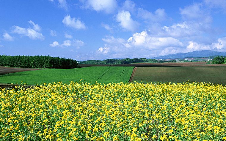 Japan, landscapes, nature, fields - desktop wallpaper