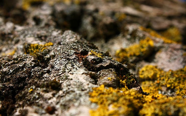 nature, rocks, moss - desktop wallpaper