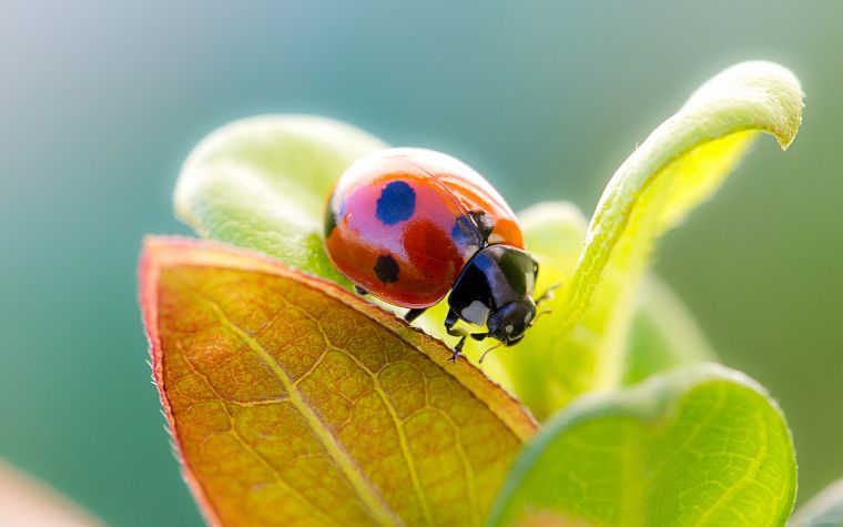 nature, plants, macro, depth of field, ladybirds - desktop wallpaper