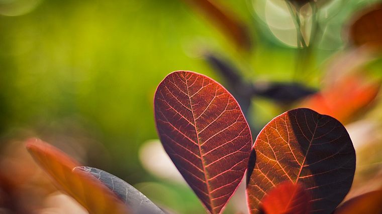 leaves, HDR photography - desktop wallpaper