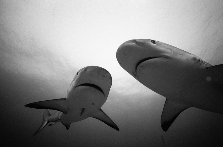 sharks, monochrome - desktop wallpaper