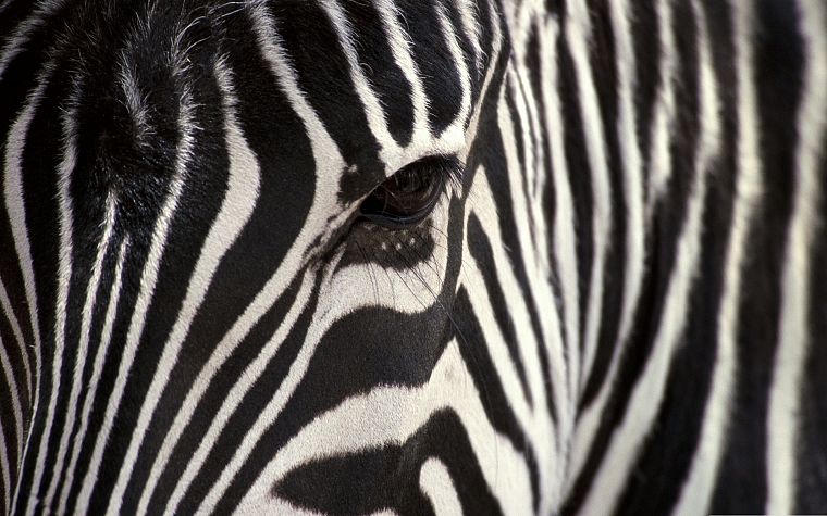 nature, animals, zebras, animal world - desktop wallpaper