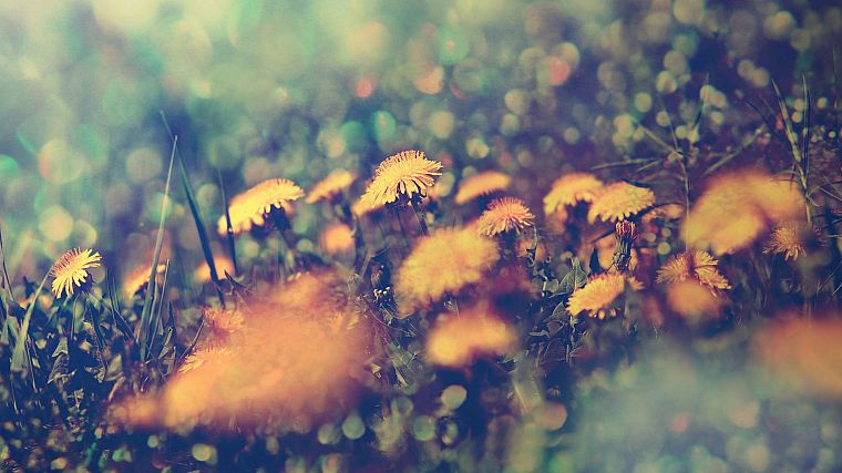 nature, grass, fields, yellow flowers - desktop wallpaper
