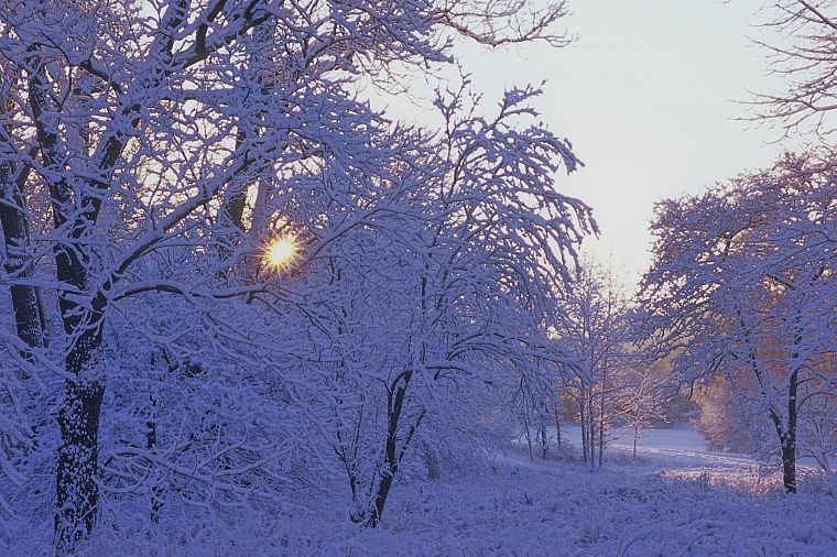 winter, snow, trees - desktop wallpaper