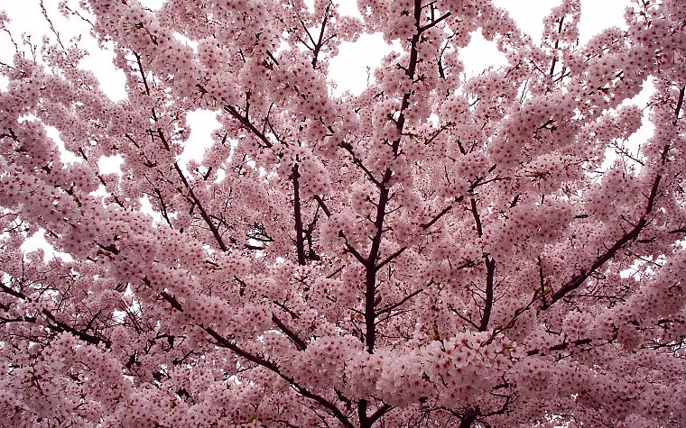 trees, flowers, Blossom - desktop wallpaper
