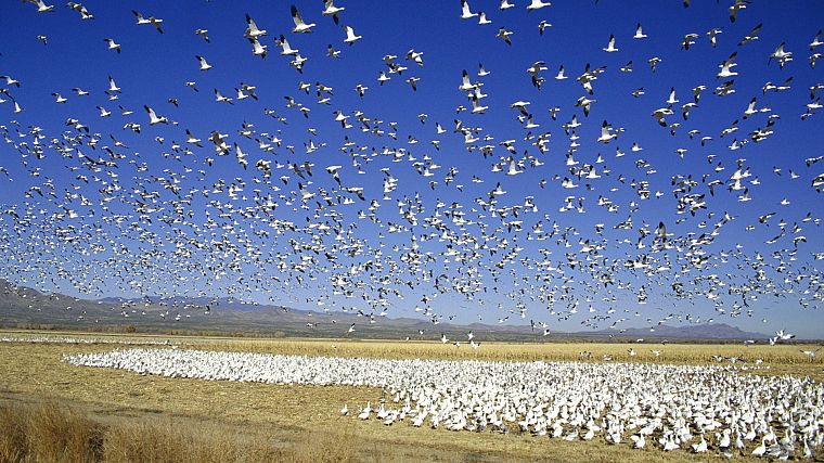 snow, apache, wildlife, national, New Mexico, geese - desktop wallpaper