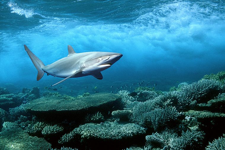 fish, sharks, underwater - desktop wallpaper