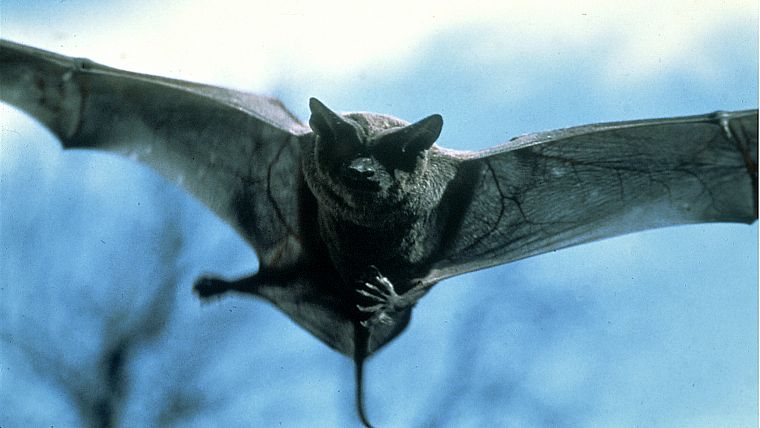 mammals, bats - desktop wallpaper
