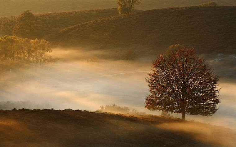 landscapes, nature, trees, fog - desktop wallpaper