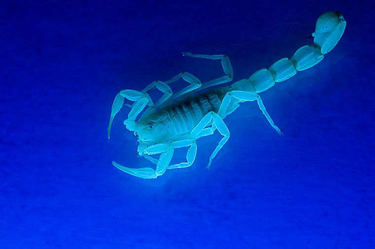 animals, Ultraviolet, scorpions, simple background - desktop wallpaper