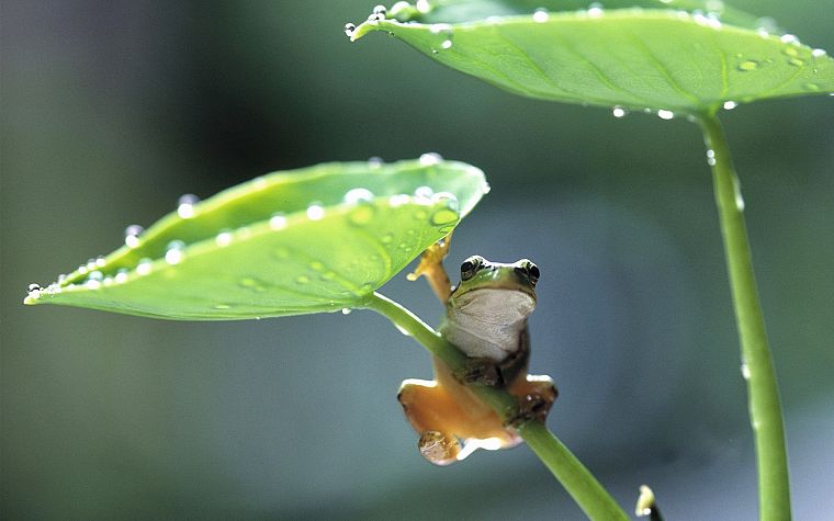 animals, leaves, frogs, amphibians - desktop wallpaper