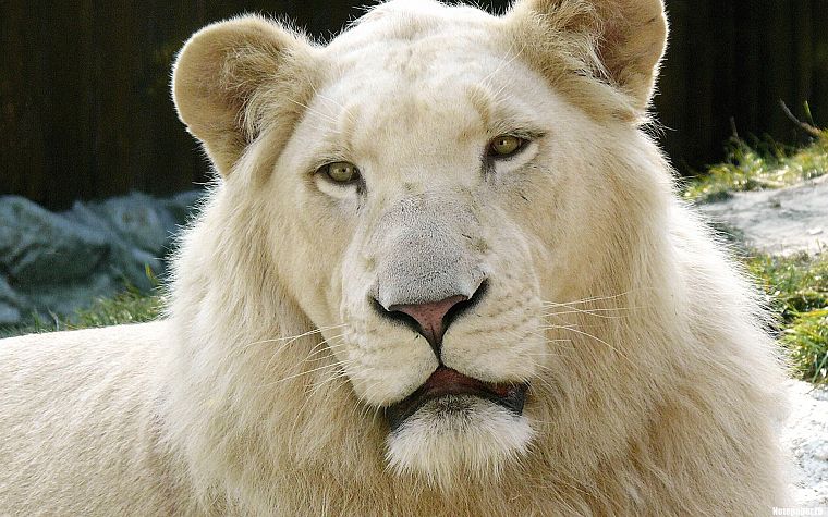 animals, white lions - desktop wallpaper