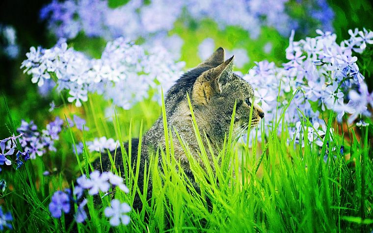 flowers, cats, animals, outdoors - desktop wallpaper
