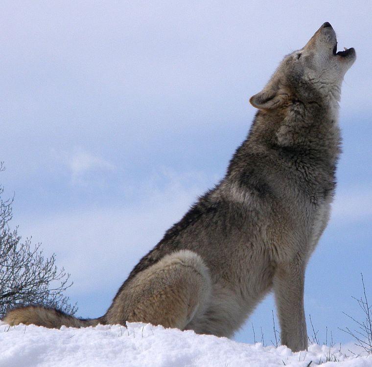 nature, wolves - desktop wallpaper