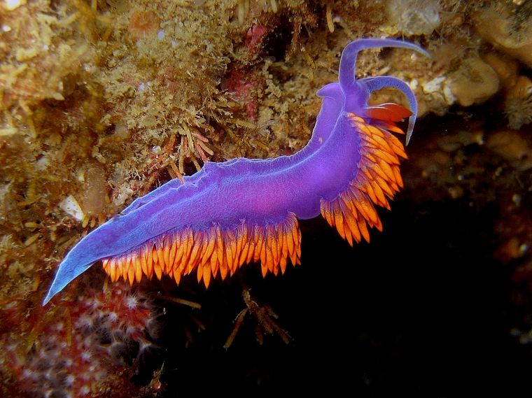 ocean, creatures, Nudibranchia, sea slugs - desktop wallpaper