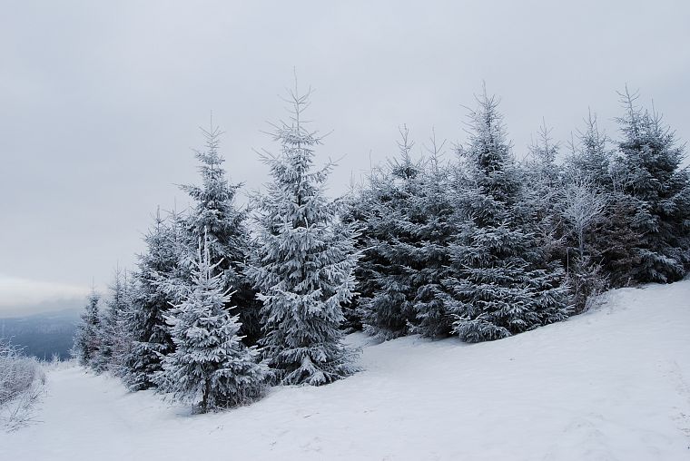 snow, trees - desktop wallpaper