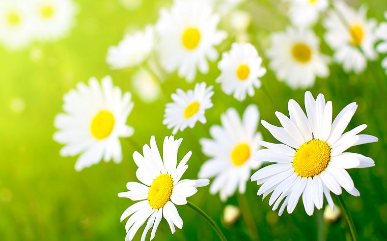 nature, flowers, daisy, sunlight - desktop wallpaper