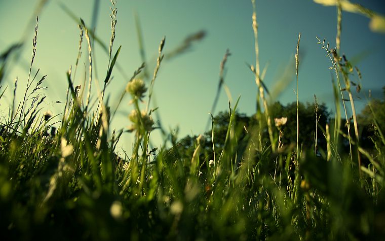 landscapes, nature, grass, fields, summer - desktop wallpaper