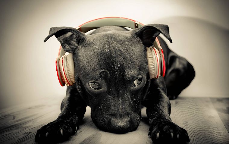 headphones, animals, dogs, Beats by Dr.Dre - desktop wallpaper