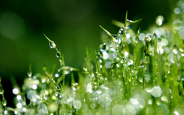 grass, water drops - desktop wallpaper