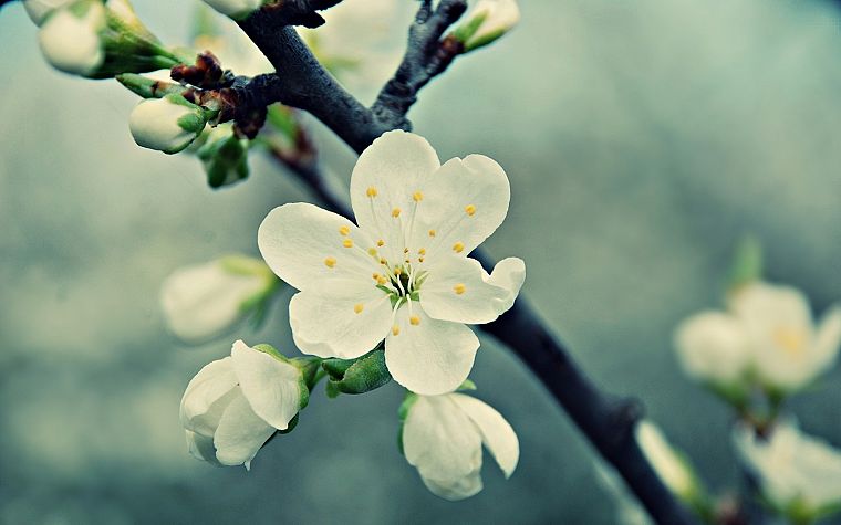 nature, blossoms, macro, depth of field - desktop wallpaper