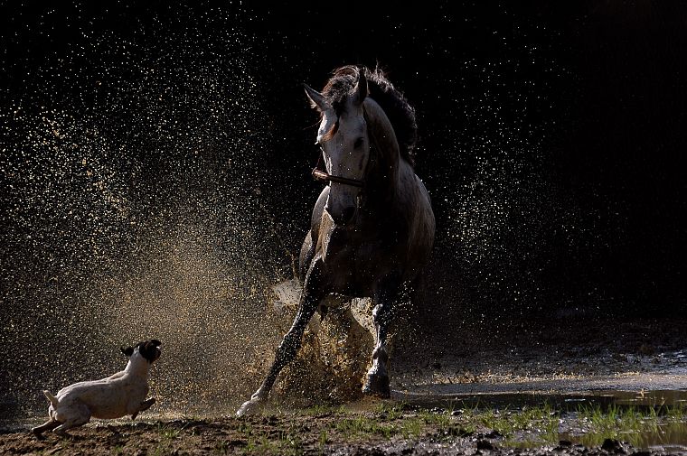 water, black, dark, animals, dogs, horses, running, mud, splashes - desktop wallpaper