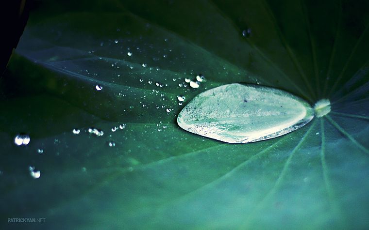 leaves, water drops - desktop wallpaper
