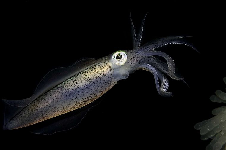 squid - desktop wallpaper
