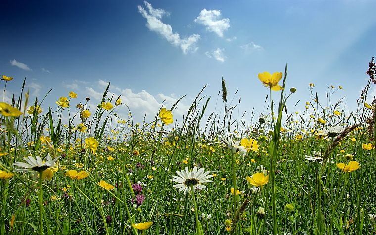 landscapes, flowers, spring - desktop wallpaper