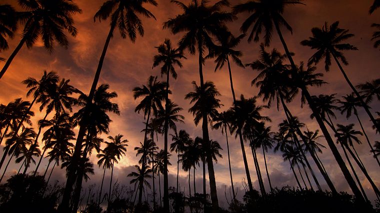 Hawaii, dreams, kauai, coconut, palm trees - desktop wallpaper