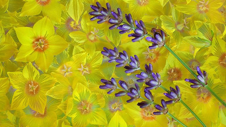 blossoms, lavender, yellow flowers - desktop wallpaper