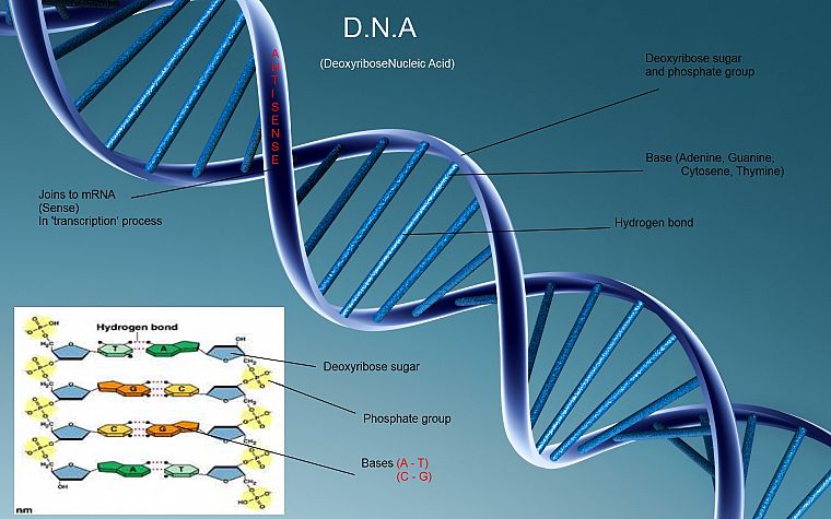 science, DNA - desktop wallpaper