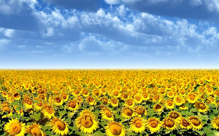 flowers, fields, sunflowers, yellow flowers - desktop wallpaper