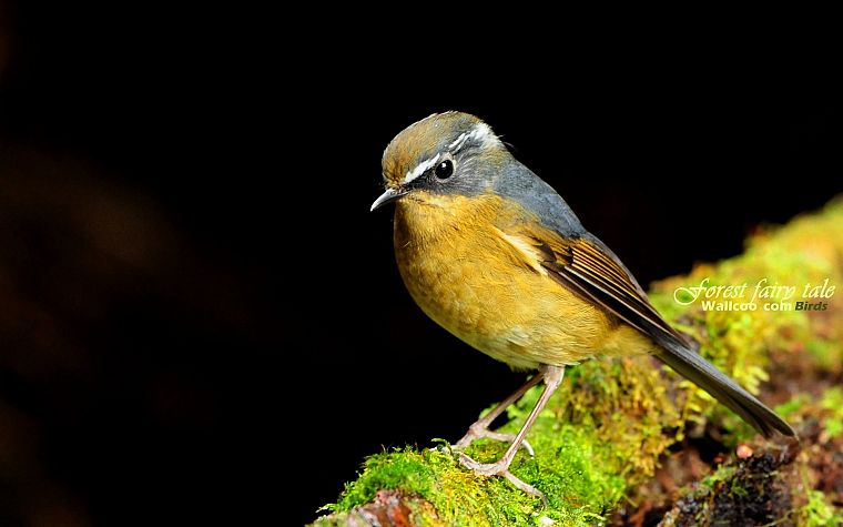 birds, animals, wildlife, robins - desktop wallpaper