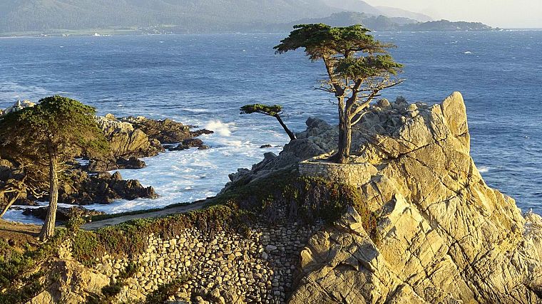 California, cypress, beaches - desktop wallpaper