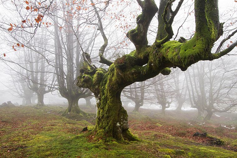 trees, fog, moss - desktop wallpaper