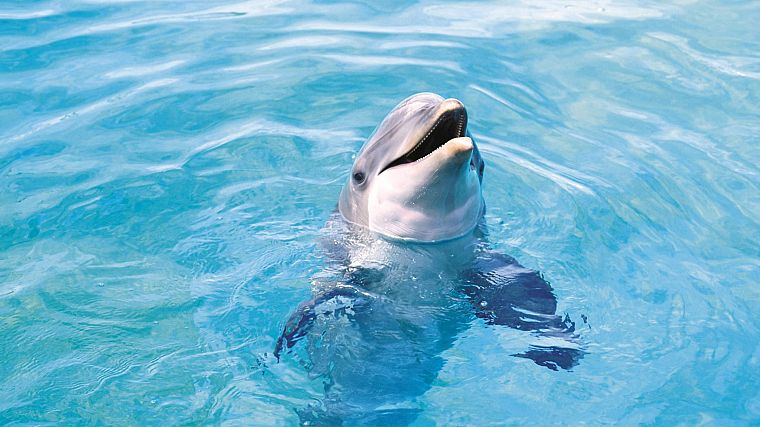 water, dolphins - desktop wallpaper