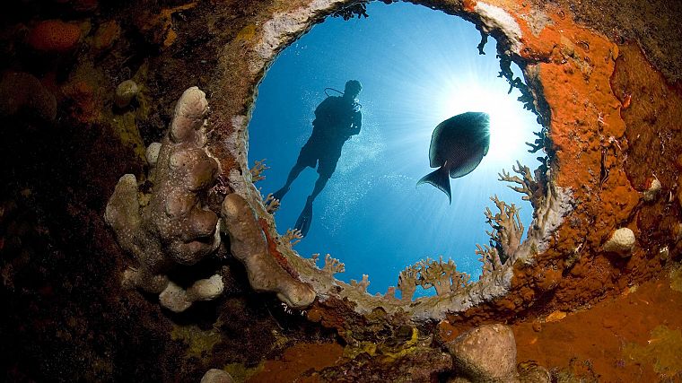 diver, diving, underwater - desktop wallpaper