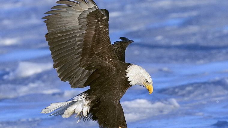 birds, eagles, bald eagles - desktop wallpaper