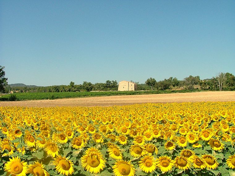 flowers, fields, sunflowers - desktop wallpaper