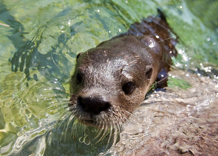 water, animals, otters - desktop wallpaper