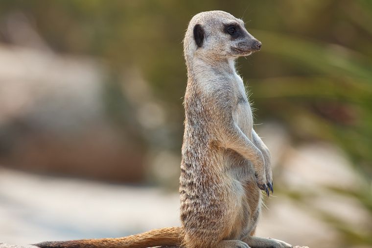animals, meerkats - desktop wallpaper