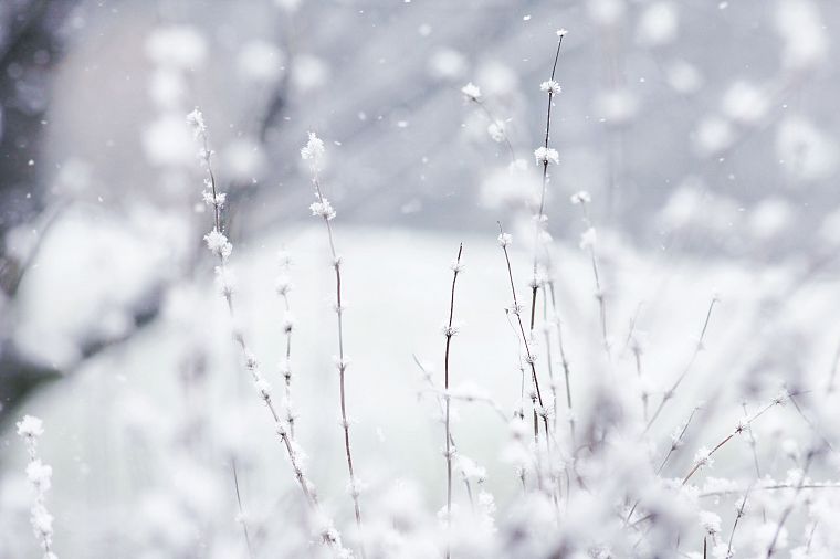 nature, winter, Wonderland - desktop wallpaper