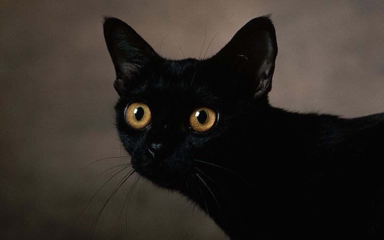 eyes, cats, animals, Black Cat, pets - desktop wallpaper